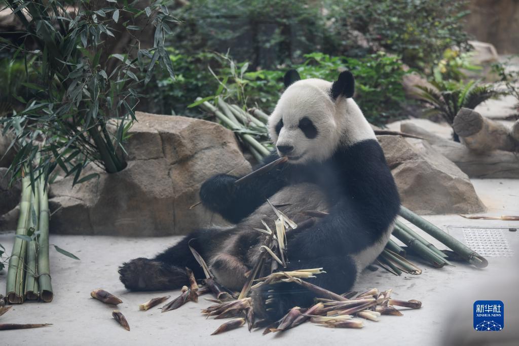 新金沙轮盘